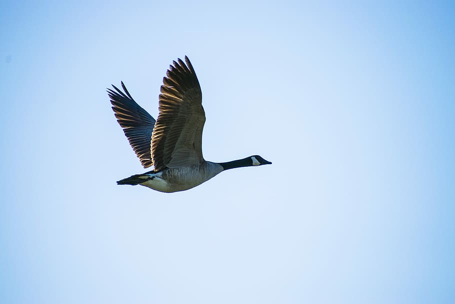 canadian goose, in flight, goose, flying goose, 2017, flying, animal wildlife, animals in the wild, animal, animal themes