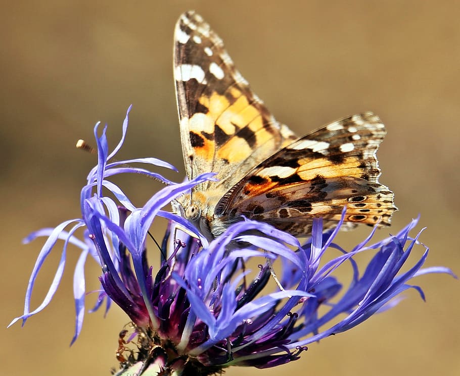 close-up photo, painted, lady butterfly, perched, purple, flower, Butterfly, Cornflower, Ants, Nature