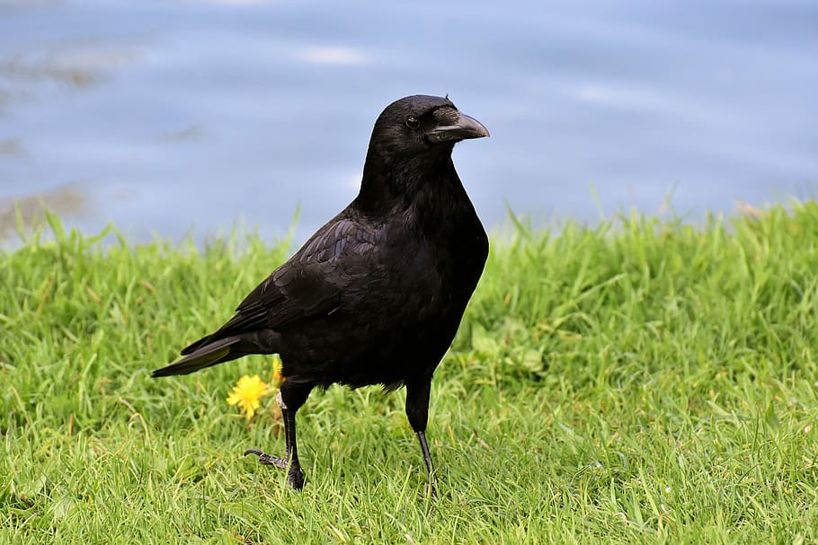 negro, pájaro, hierba, cuervo, cuervo pájaro, naturaleza, cuenta, cuervos de carroña, cuervo común, animal