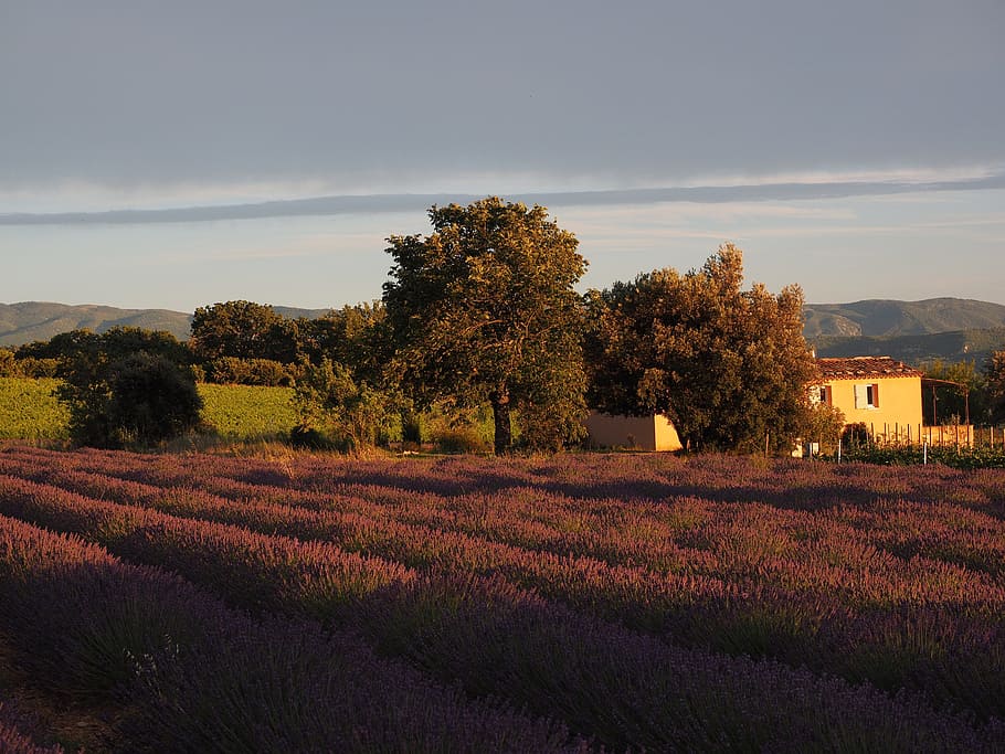 Lavender, Field, Evening Sun, lavender field, lavender flowers, violet, lavender cultivation, ornamental plant, crop, true lavender