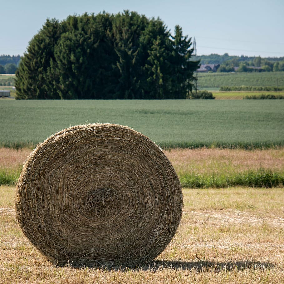 hay, hay bales, bale, harvest, round bales, winter feed, cattle feed, dried grass, straw bales, straw
