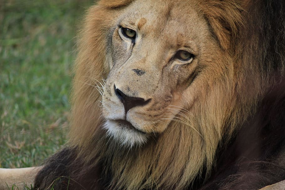 León, melena de león, cabeza, gato, felino, gato montés, áfrica, animal,  animales en estado salvaje, un animal | Pxfuel