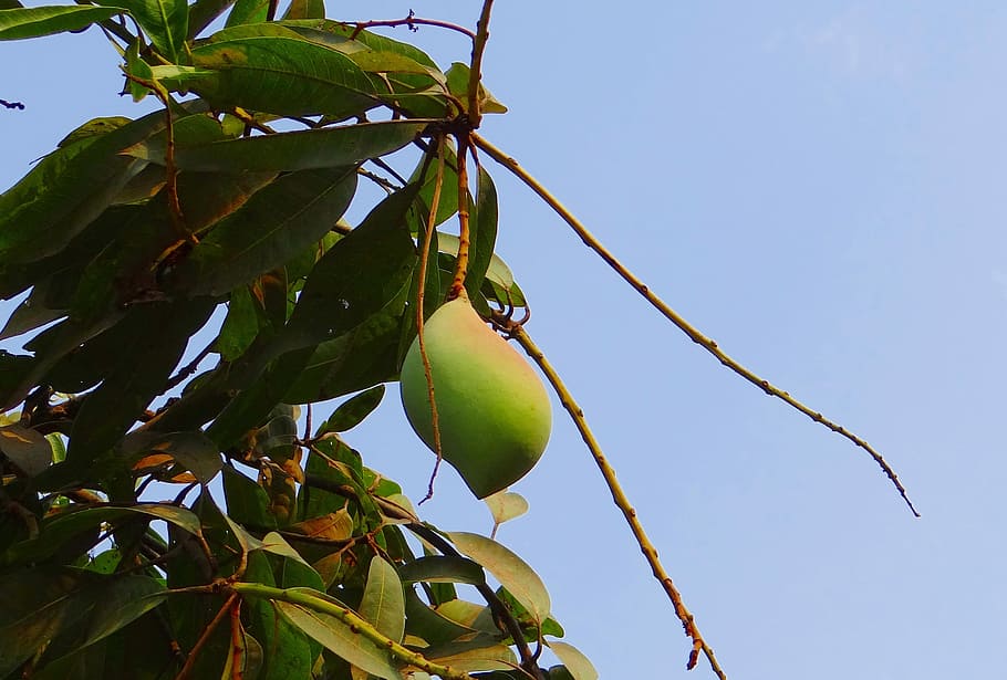 Mango, Totapuri, Alto Rendimiento, Fruta, tropical, india, comida y bebida, comida, árbol, vista de ángulo bajo