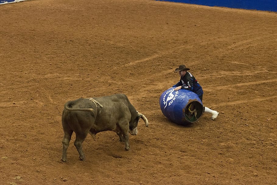 rodeo clown, bull, arena, cowboy, competition, livestock, cattle, western, austin, texas