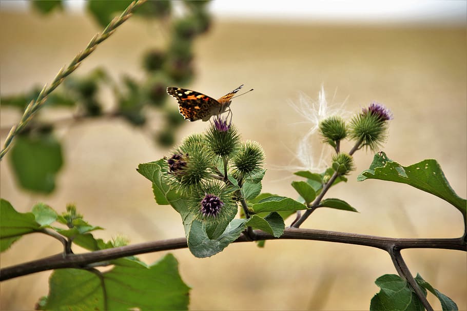 thistle, prickly, summer, spines, butterfly, plant, field, weed, velcro, animal themes