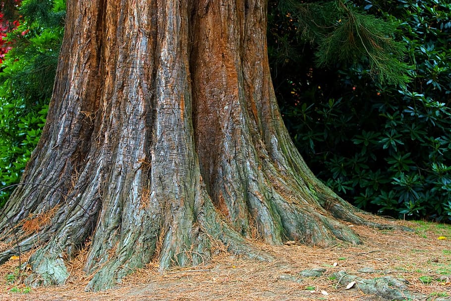 tree, trunk, bark, texture, close-up, big, large, nature, forest, leaf