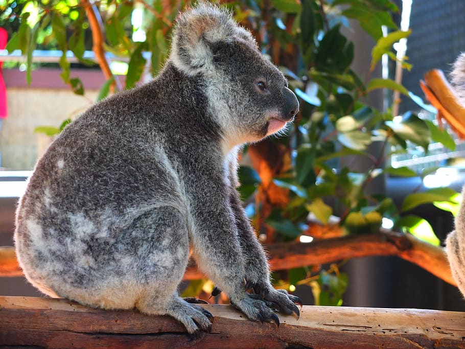 コアラ ペット オーストラリア 動物園 かわいい 動物 小さな 赤ちゃん 動物のテーマ 哺乳類 Pxfuel