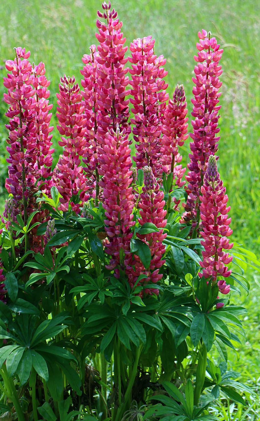 lupine, lupins, flowers, garden flowers, vegetable plant, fodder plant, ornamental plant, wild plant, fabaceae, growth
