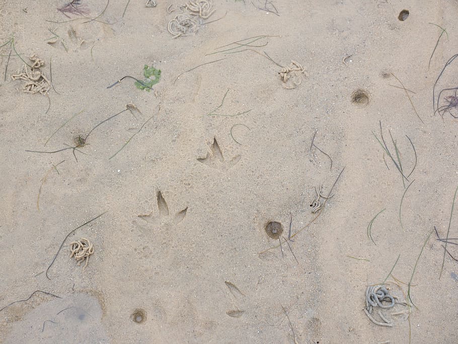 tracks in the wadden sea, wadden sea, traces, animal tracks, sand, sandy sea floor, north sea, watts, sylt, fraßtrichter