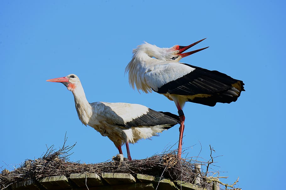 storks, balz, stork klappernder, stork couple, bird, stork, animal, wildlife, white Stork, nature