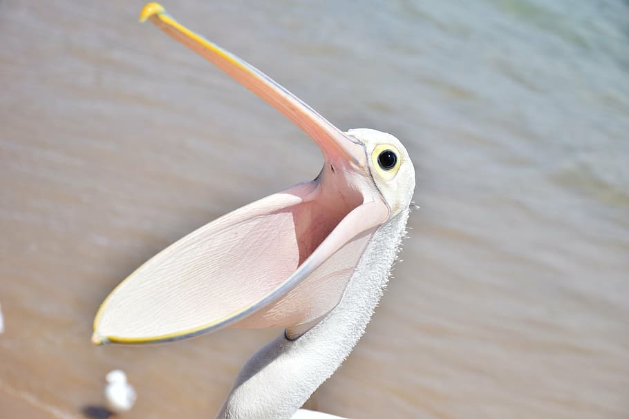 pelicano, pássaro, mar, asas, bico aberto, praia, ave marinha, praias de sydney, austrália, temas animais