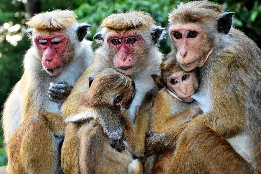 monkey, mammal, animal world, primate, nature, baby, family, group of animals, animal themes, animal