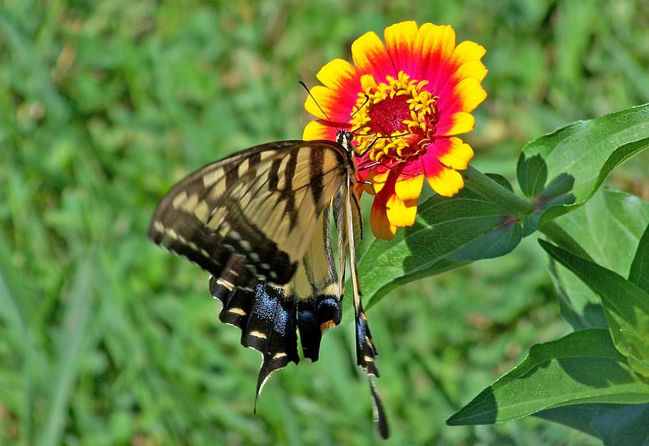 swallowtail langka, kupu-kupu, hewan, terbang, serangga, sail swallowtail, pear-tree swallowtail, kupu-kupu - Serangga, alam, musim panas