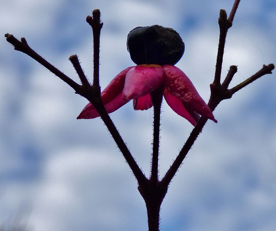 glorytree, peanut butter tree, flower, pink flower, garden, nature, plant, red, close-up, growth