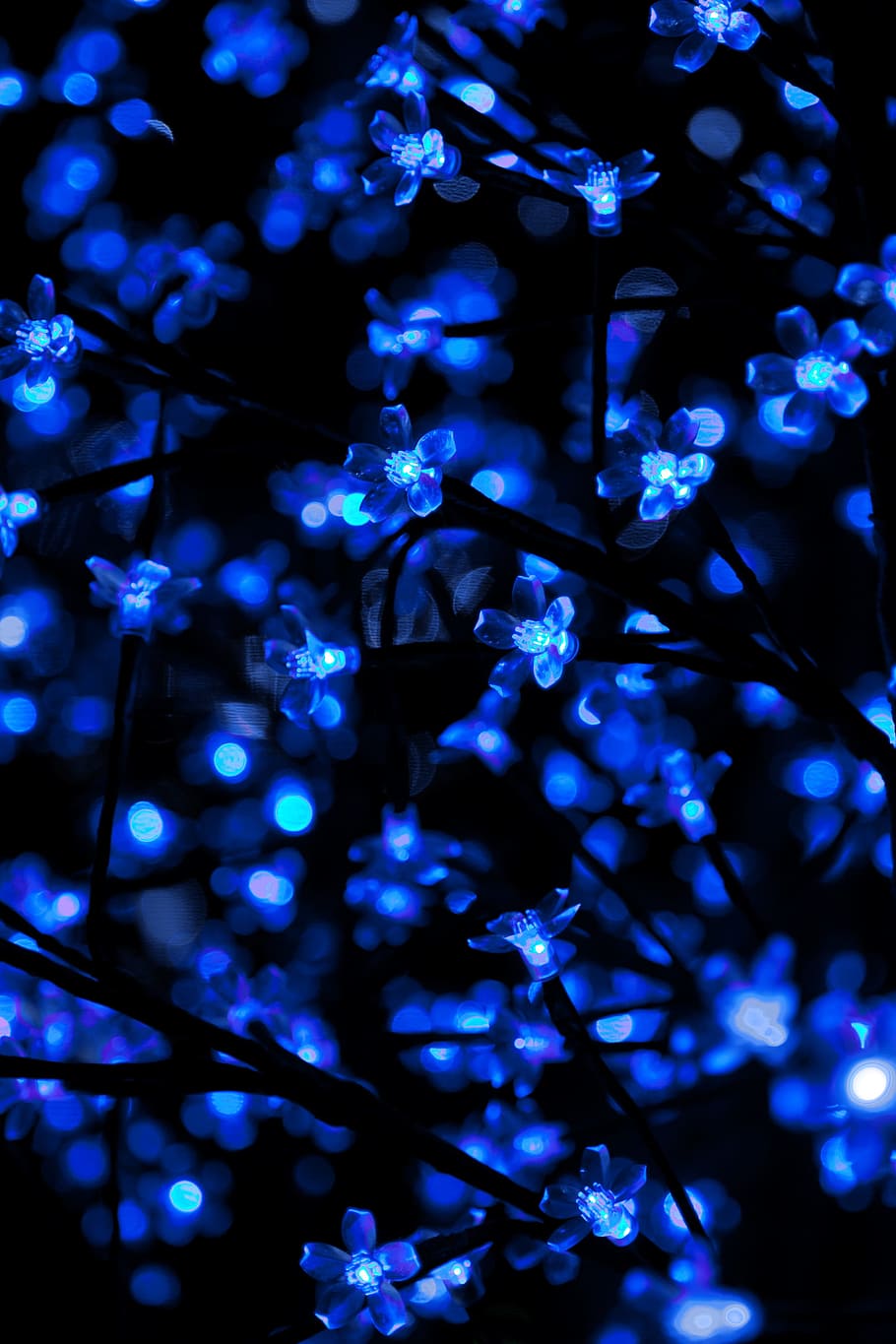 iluminado, luces de cadena, LED azul, luz LED, planta, decoración, resumen, fondo, brillante, celebración