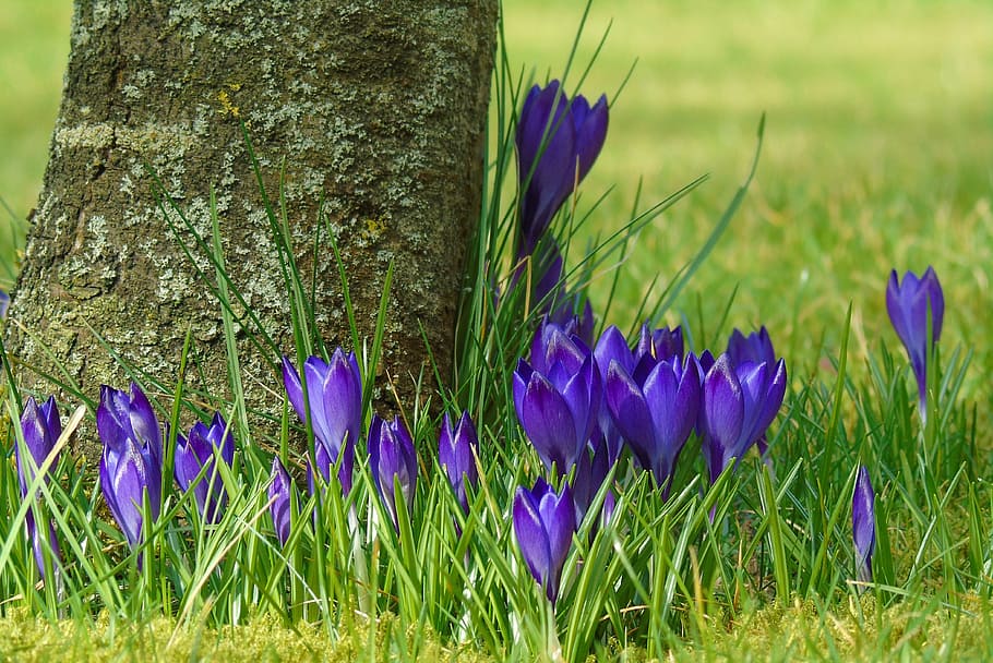 crocus, blue, garden, spring, flower, purple, flowers, spring flower, spring awakening, grass