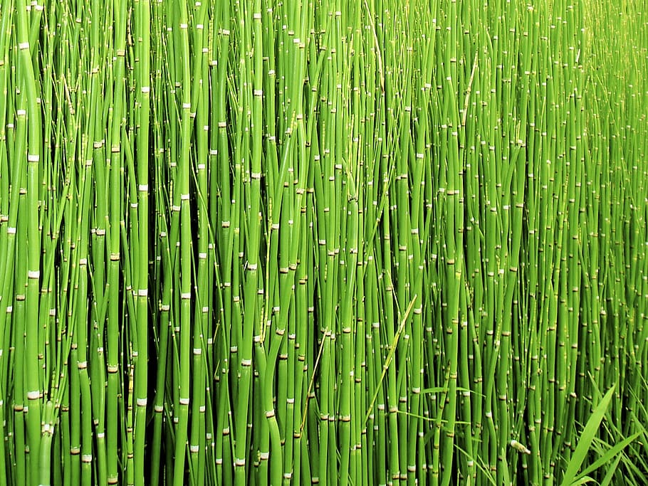 green bamboo trees, scouring rush horsetail, plant, nature, green, wild plant, outside, outdoor, green color, full frame
