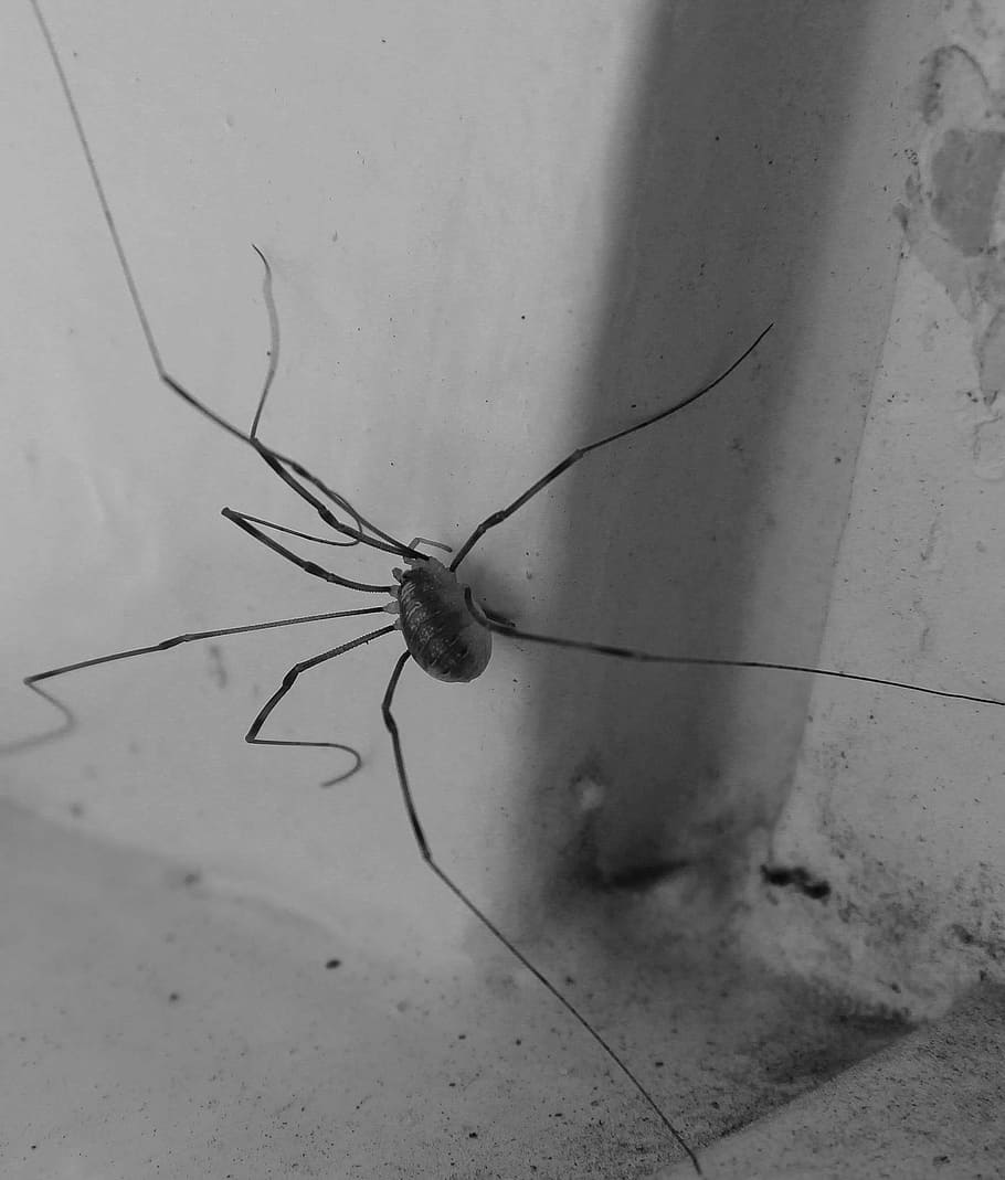 spider, lockespindel, arachnids, window, long legs, ben, slim legs, eight legs, eight, melancholy