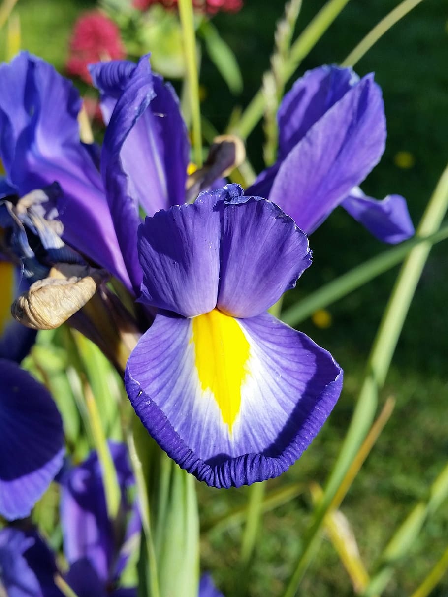 iris, blue, flower, nature, summer, vibrant, garden, flowering plant, petal, plant