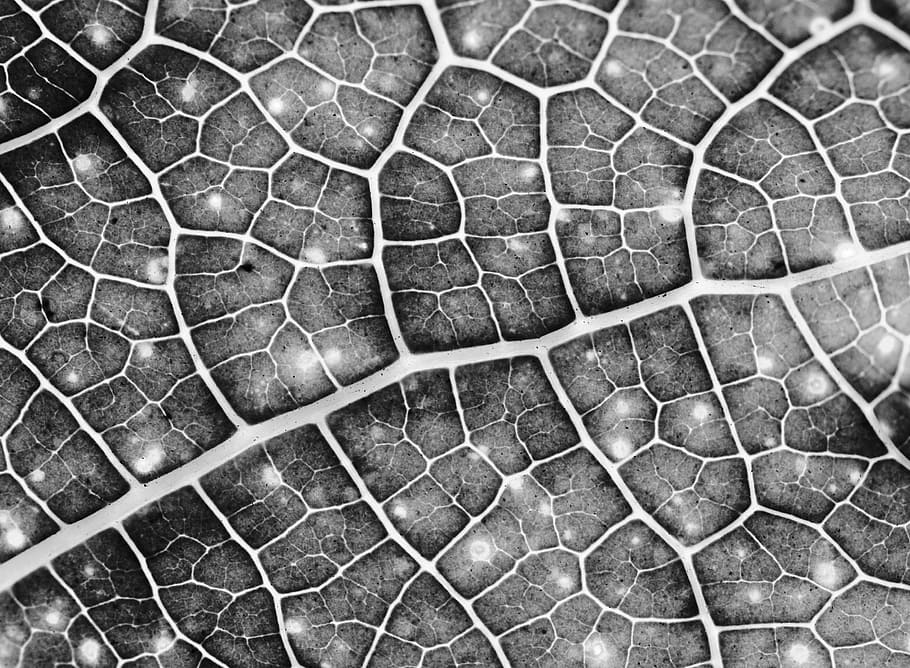mikroskopis, fotografi, daun, latar belakang, hijau, eco, makro, abstrak, closeup, foto