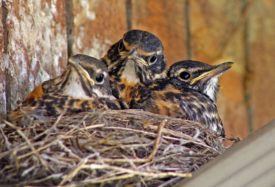 три, птенцы, гнездо, малиновки, младенцы в гнезде, молодые птицы, молодой, милый, птица, малиновка