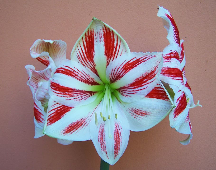 amaryllis, red-and-white striped, bulbous plant, indoors, directly above, art and craft, high angle view, table, creativity, close-up