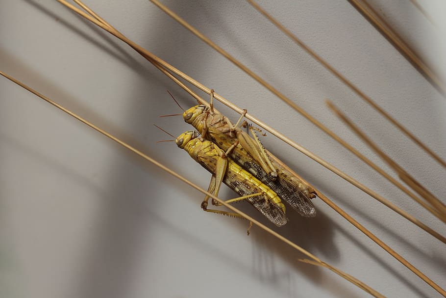 grasshopper, locus, insects, bugs, straw, pest, nature, animal, antenna, animal themes