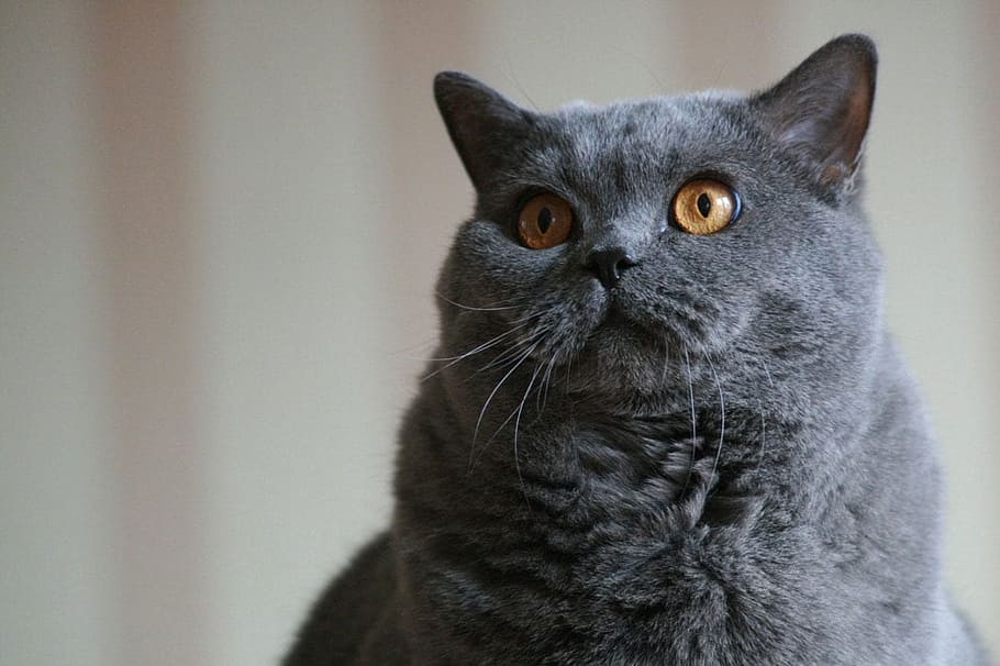 gray cat, cat, gray, blue, face, sitting, head, domestic, feline, pet