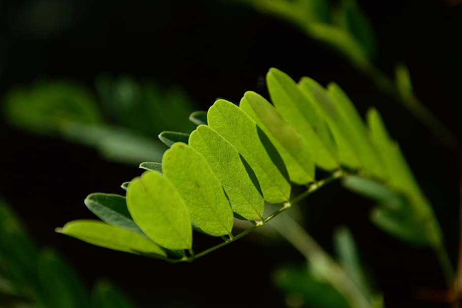 acacia, among, shadows, plant part, leaf, green color, plant, close-up, beauty in nature, nature