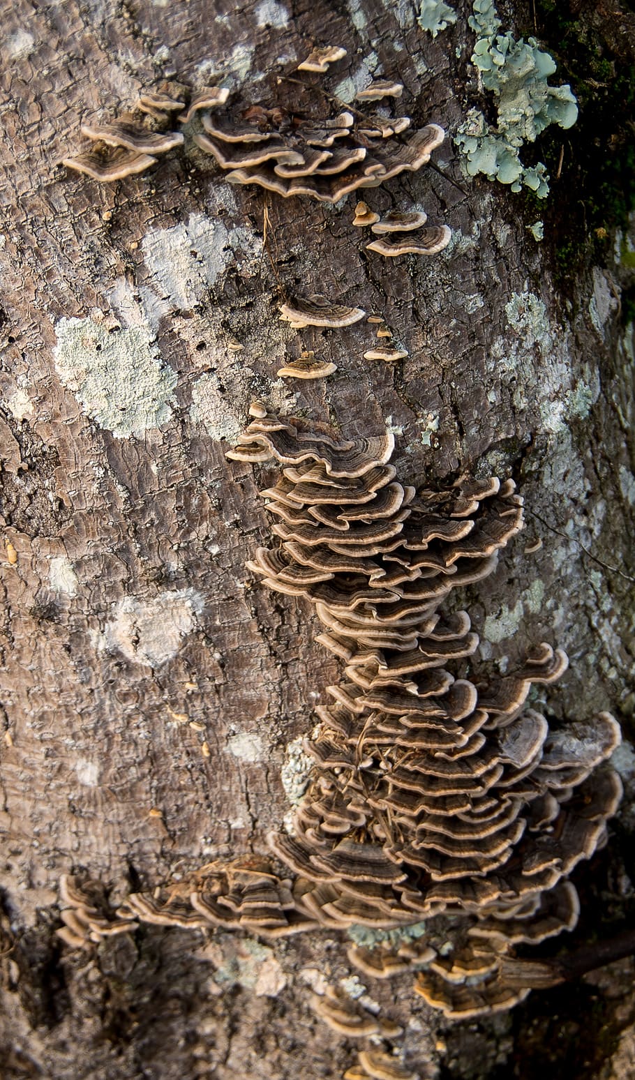 fungus, brown, bracket, wood, forest, queensland, australia, tree, tree trunk, trunk