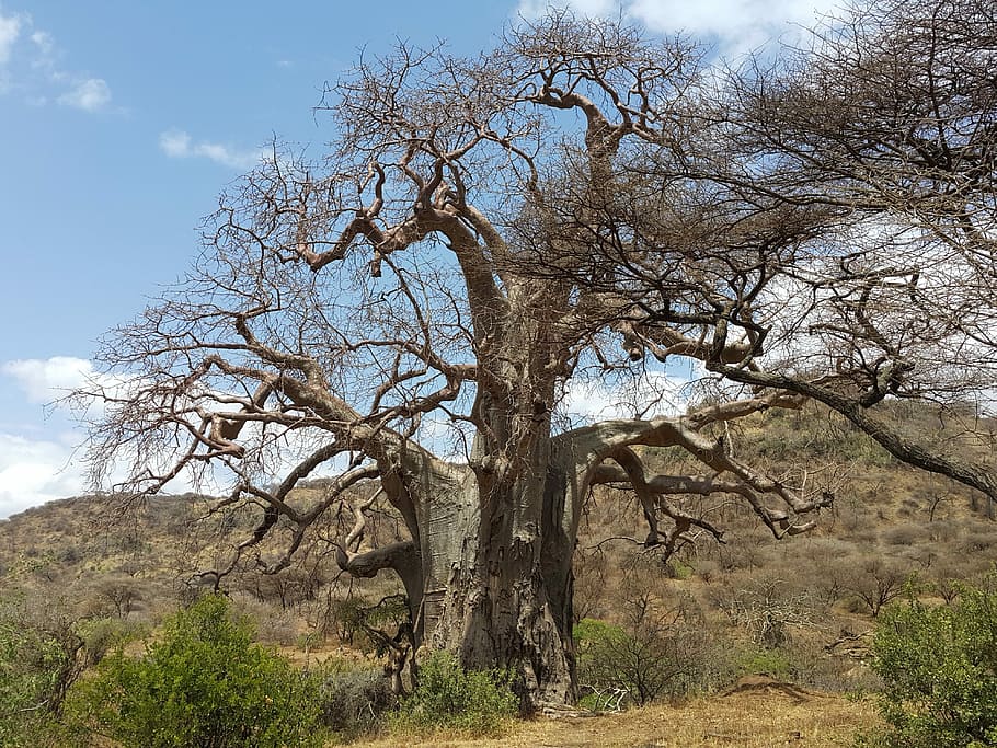 Baobab, Africa, Tanzania, Safari, Nature, karater ngorongoro, tree, landscape, day, scenics