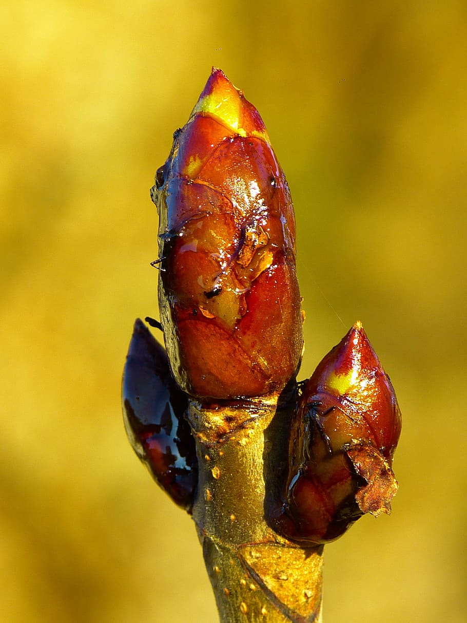 bud, chestnut, chestnut bud, tree, spring, brown, close-up, food and drink, focus on foreground, food