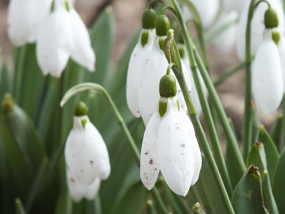 snowdrops, flowers, spring, bloom, signs of spring, nature, white flower, dirty, plant, freshness