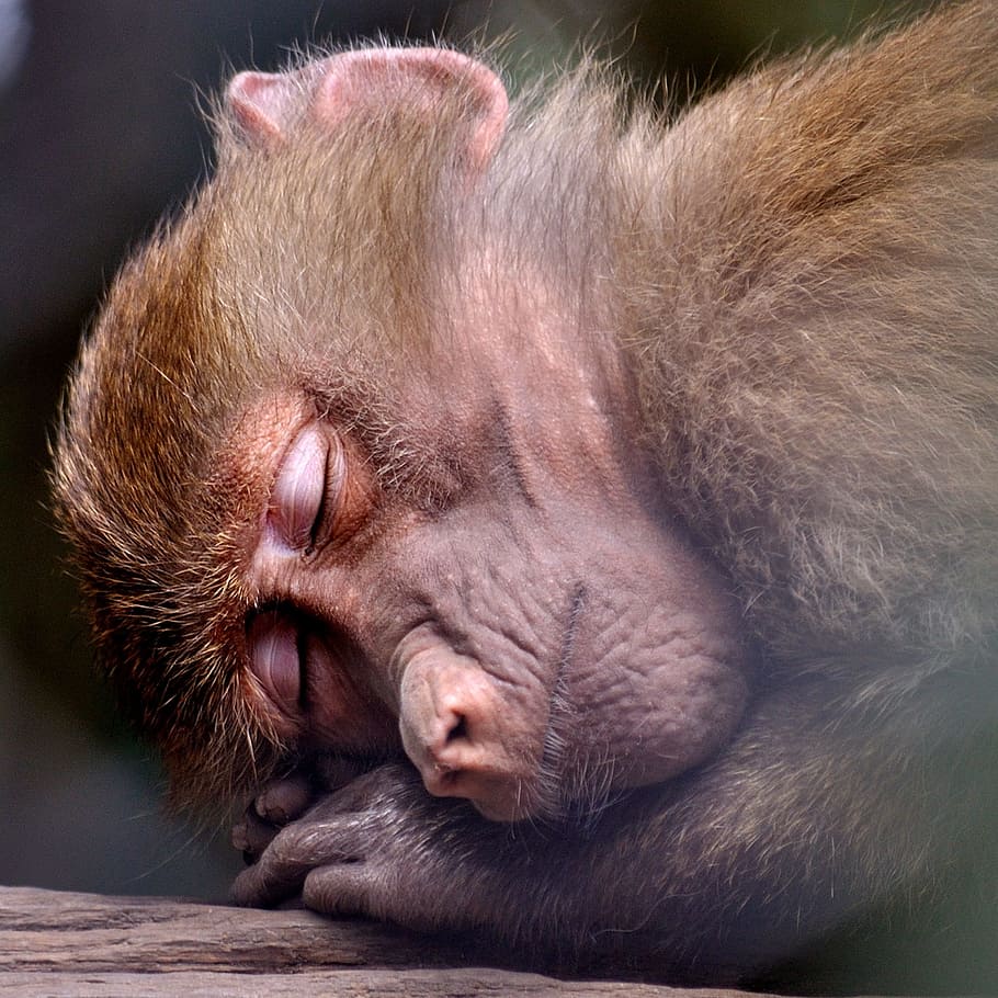 спящая коричневая обезьяна, Обезьяна, Спящий, Зоопарк, Животное, природа, дикий, дикая природа, сон, млекопитающее