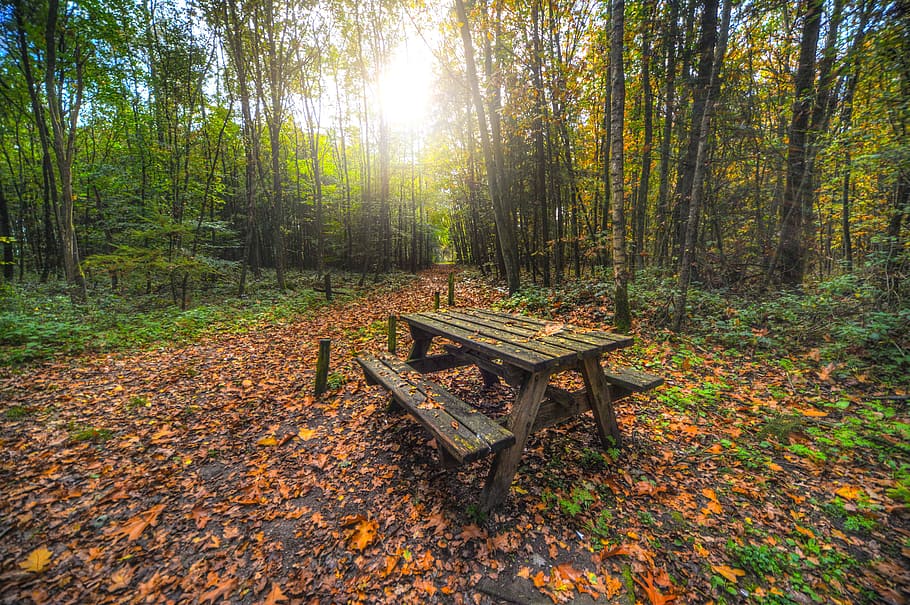 brown, wooden, picnic table, trees, bench, forest, picnic, nature, park, landscape