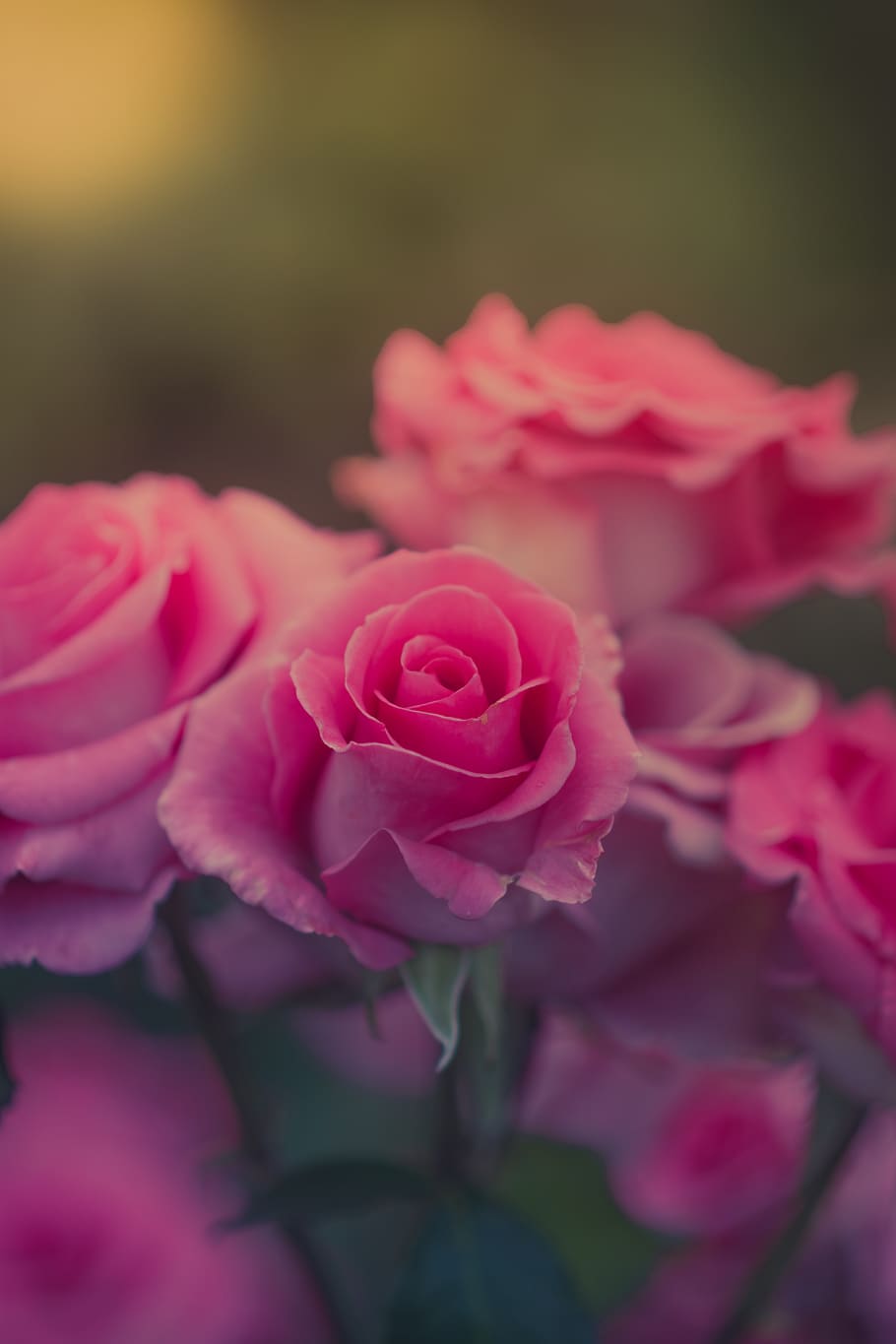 merah muda, bunga, mawar, kelopak, alam, tanaman, kabur, tanaman berbunga, keindahan di alam, warna merah muda