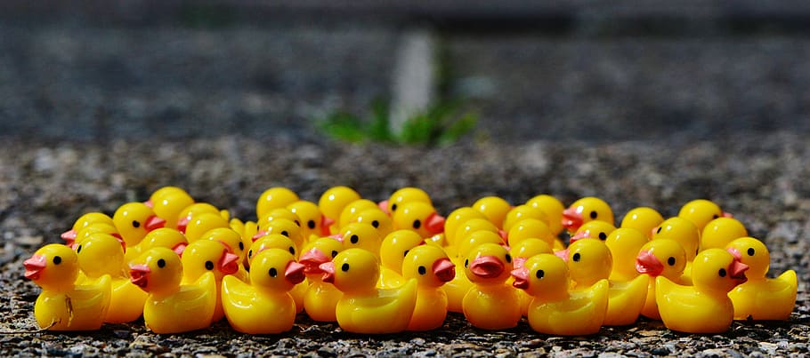 rubber duckies, ducks, figures, group, cute, sweet, many, yellow, animal representation, toy