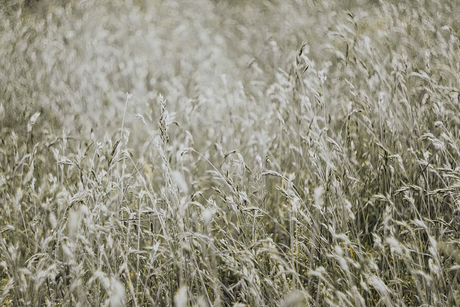 grass, field, nature, background, Silver, growth, plant, land, full frame, agriculture