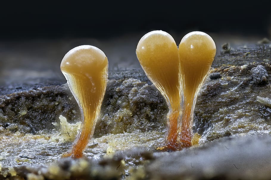 slime mold, tiny, micro, macro, close-up, organism, miniature, forest, orange, colour
