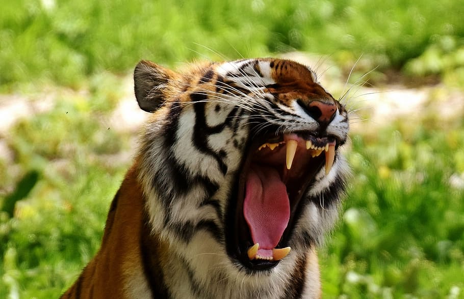 wild, life photography, tiger, predator, fur, beautiful, dangerous, cat, wildlife photography, animal world