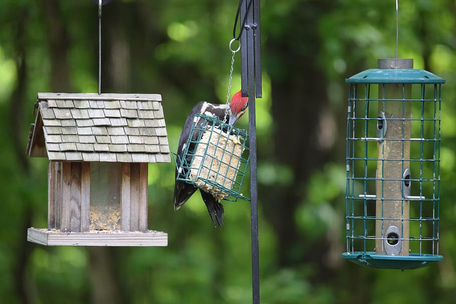 pileated, woodpecker, woodie, bird, feeder, feeding, feathers, red, wildlife, crown
