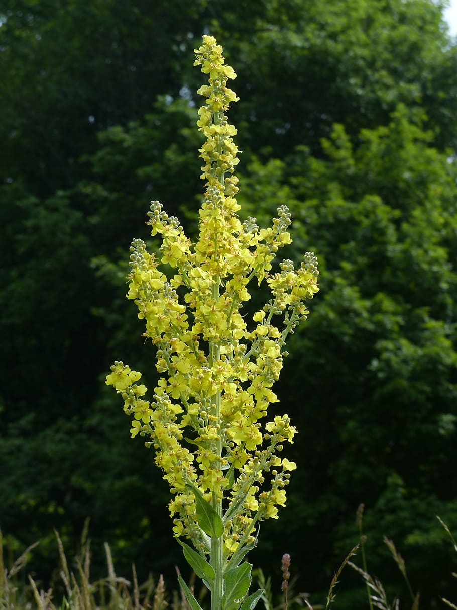 Verbascum densiflorum