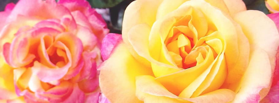 roses, yellow, blossom, bloom, flower, plant, rose bloom, close, yellow roses, fragrance