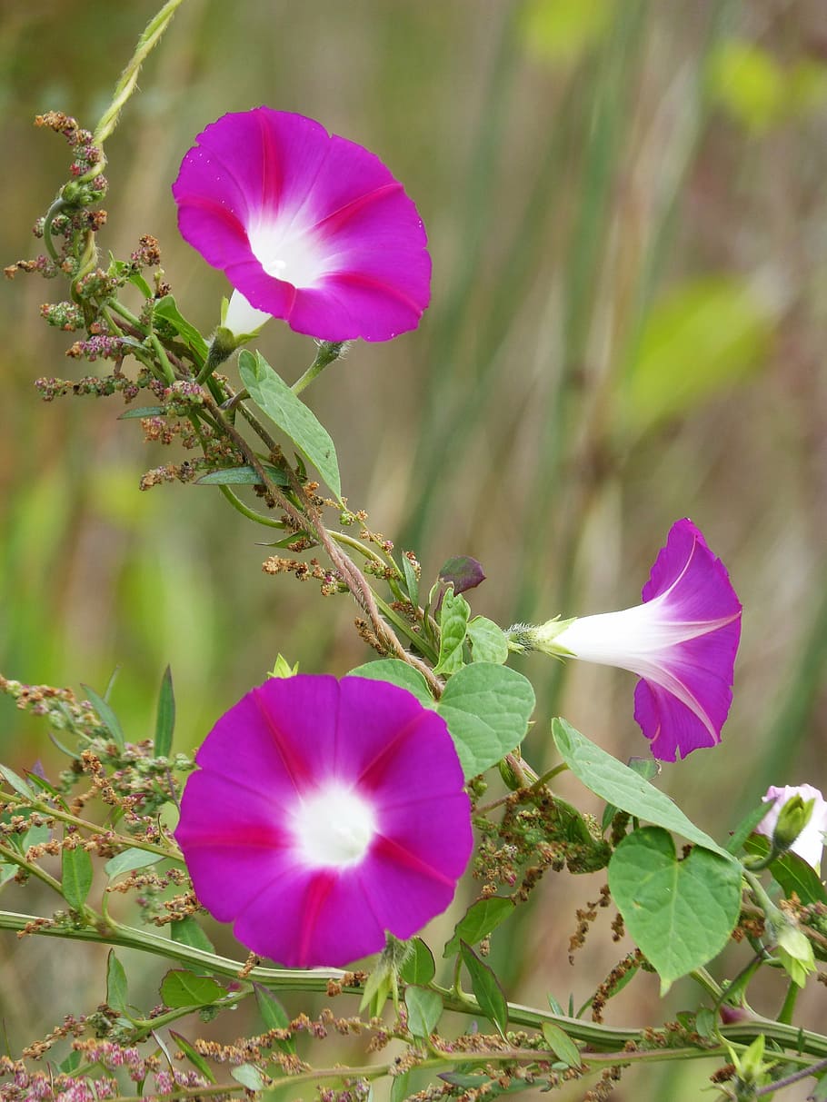bluebells, flowers, beauty, wild flower, ipomoea purpurea, flowering plant, flower, freshness, plant, beauty in nature