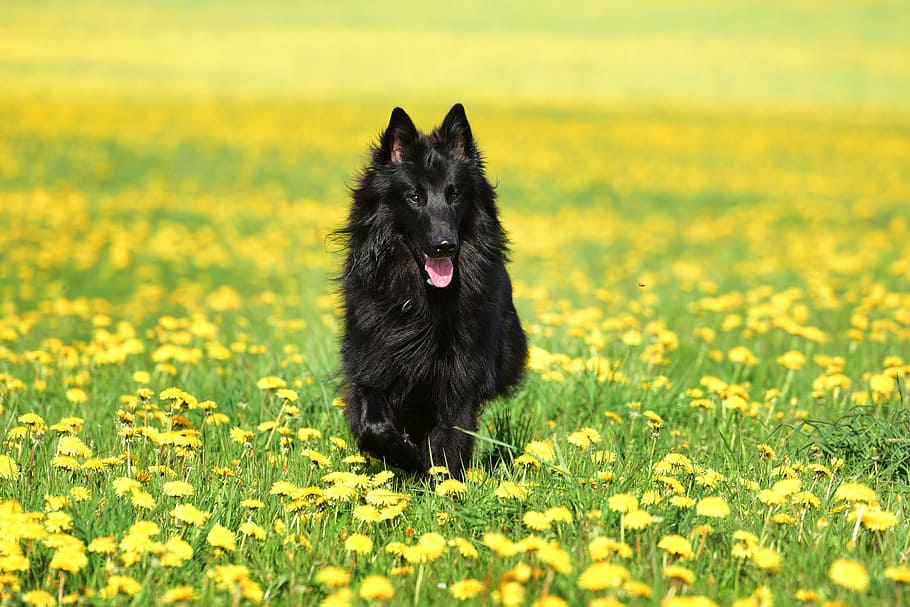 adulto pastor belga, amarillo, campo de flores, durante el día, perro, diente de león, mascota, animal, primavera, mascotas