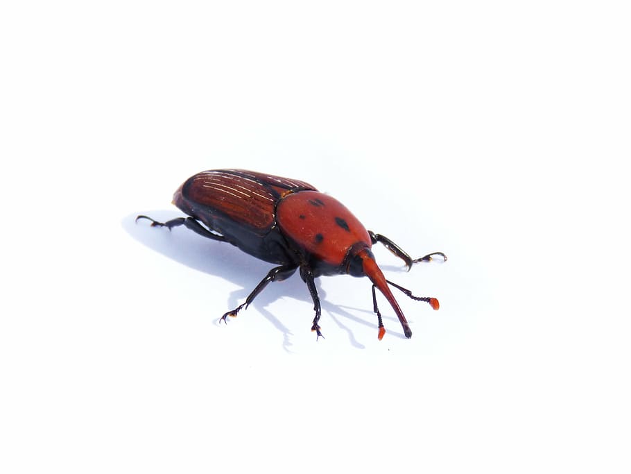 rhynchophorus ferrugineus, kumbang, morrut, morrut dari mereka palmer, kumbang kumbang, wabah, telapak tangan, serangga, hewan, alam