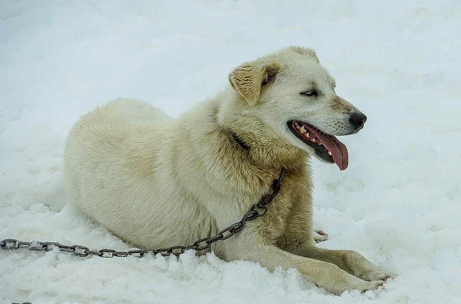 sled dogs, alaska, dog sled, sled, dog, sledding, snow, dogsled, white sled dog, sled dog