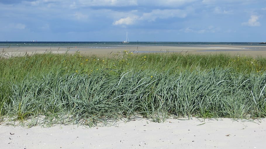 дюна, балтийское море, море, праздник, праздники, оздоровление, пляж, банка, трава, песок