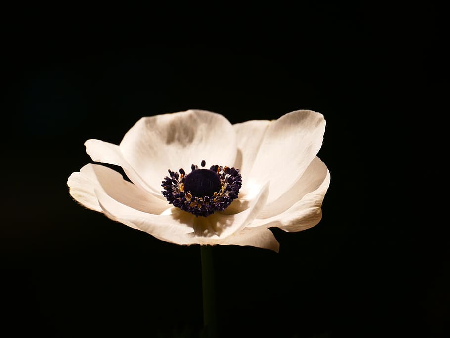 選択的 色 白 花びらをつけられた花 選択的色 花 アネモネ ブルーム 王冠アネモネ ハーネンフュスゲヴェッチ Pxfuel