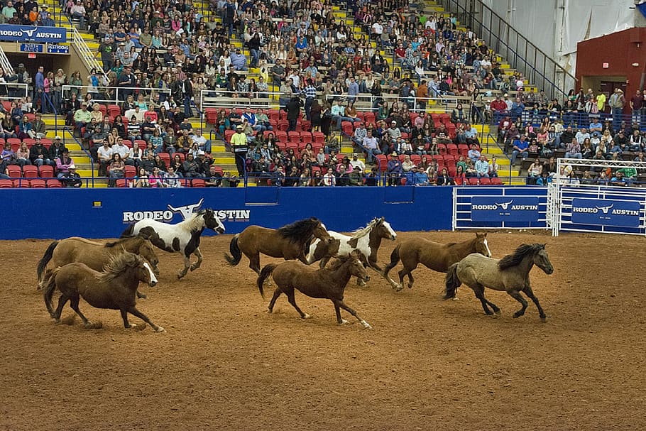 rodeo, horses, arena, cowboys, west, animals, sport, equestrian, entertainment, herd
